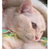 Gatitos lindos 3.0 - anubiss 12