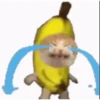 Cat Meme 2025 6