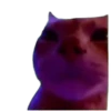 Gatos para el chat 🐱🤣 7