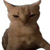 Meme Kucing Viral #2 🐱 26