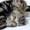 ❀ᮬ🐱⣧ ᩡᩡ Gatitos!©️Pochis 28