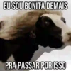 GIFs Pets Fofos Memes 2 🐾 13