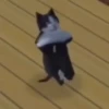 Gatos que viraram Memes 🐈😁 11