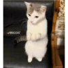 Memes De Gatos Animados 🗿 11