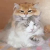 GIFs de Gatos Reações 2 🐱 15