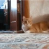 GIFs de Gatos Reações 2 🐱 8
