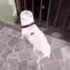 Ricke animated memes 13