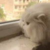 Gatos funny Cats 😹🐈🐈‍⬛ 7
