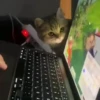 Gatitos lindos 3.0 - anubiss 20