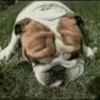 Funny Dogs🐾🐶 9