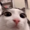 Reacciones gatunas random🐈🐈‍⬛ 9