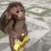 Macaco 🐒 8