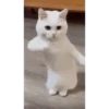 Gato bailando 10