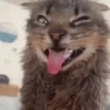 Gatos que viraram Memes 🐈😁 22
