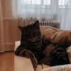 Reacciones gatunas random🐈🐈‍⬛ 5