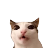Meme Kucing Viral 🐱 10