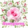 Buongiorno 2 4