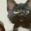 Gatos que viraram Memes 🐈😁 25