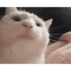 SÓ DANÇAS 🕺 6