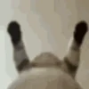 Gatinhos 🐾🐾🐾🐾🐾🐾 8