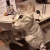 GIFs de Gatos Reações 2 🐱 29