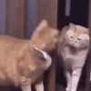 Reacciones gatunas random🐈🐈‍⬛ 12