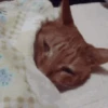 Mewing gato gatos 22