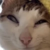 Gatos Michis Mood Funny 😹🤣 15