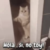 Hola, si, no toy!