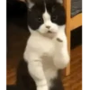 Gatos loucos 🐈 8