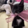 Reacciones gatunas random🐈🐈‍⬛ 10
