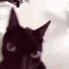 Gatos que viraram Memes 🐈😁 20