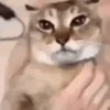 Funny Cats meme🐱 12