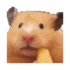 🐹Hamsters🐹 10