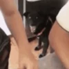 GIFs de Cachorros Reações 🐶 7