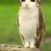 ᱙᱙   ˳   Meowl   ׅ   𐀴᷼𐀴 7