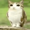 ᱙᱙   ˳   Meowl   ׅ   𐀴᷼𐀴 27