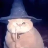🐱 Cheeseball | The Wizard Cat 24