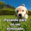 Perritos con Frases V.1🐶 13