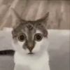Cat Meme 2025 8
