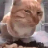 Cat Meme 2025 22