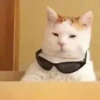 MICHIS PAL CHAT 🤣 11