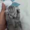 Gatos malucos 😂🐈 11