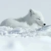 Little animals 🐕 21