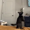 GIFs de Gatos Reações 2 🐱 9