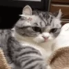 ✨️ Michis Animados Random 🐈🐈‍⬛ 12