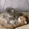❀ᮬ🐱⣧ ᩡᩡ Gatitos!©️Pochis 23