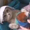Gatitos lindos 3.0 - anubiss 10