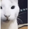 Gatos loucos 🐈 9
