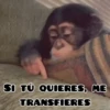 🦧Monkeys🦍Monos🐒Changos 11